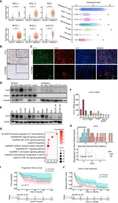ATF5 promotes malignant T cell survival through the PI3K/AKT/mTOR pathway in cutaneous T cell lymphoma